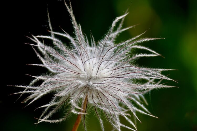 clematis, blooming, seed head, hairy, natural, macro, detail, nature, delicate, artistic, flower, flower detail, pulsatilla, hair, senior, dandelion, fuzzy, backlit, style, beauty, beautiful