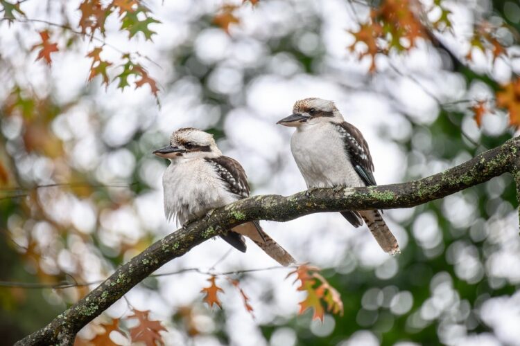 laughing kookaburra, kookaburra, bird, dacelo novaeguineae, nature, wildlife, beak, feathers, plumage, avian, birdwatching, ornithology, pair, tree, perched, australia, australian, colorful foliage, autumn, tree branch, natural environment