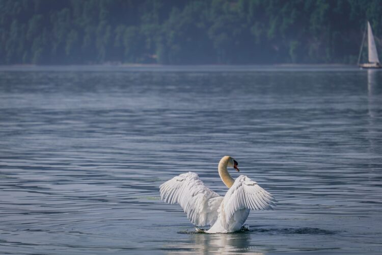 swan, lake, feathers, waterfowl, wingspan, landscape, white, sailing, nature, water, ornithology, reflection, flying, peacefulness, summer, reservoir, wildlife, relaxation, calm water, sunrise