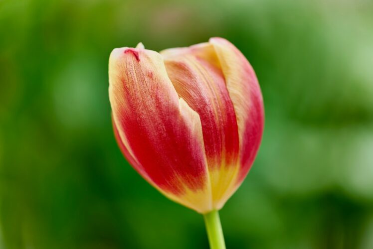 two-toned, tulip, beautiful flower, nature, hd wallpaper, blossom, flower background, flower wallpaper, vibrant colors, wide-angle, spring, macro photography, outdoor, nature details, flower botany, silhouette, green background, silky petals, flower structure, spring flower, single flower