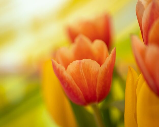 flowers, beautiful wallpaper, flower wallpaper, 4k wallpaper, windows wallpaper, tulips, orange, full hd wallpaper, yellow, wallpaper 4k, desktop backgrounds, spring, mac wallpaper, hd wallpaper, close-up, colorful, nature, beautiful flowers, soft bokeh, free background, laptop wallpaper, seasonal, free wallpaper, sharp, cool backgrounds, fresh, 4k wallpaper 1920x1080, outdoors, wallpaper hd, flower background, depth of field, blooming, decorative, red, background, flowering plant, macro photography